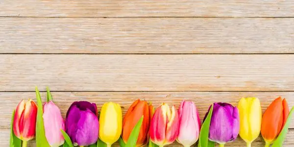 Send Spring flowers